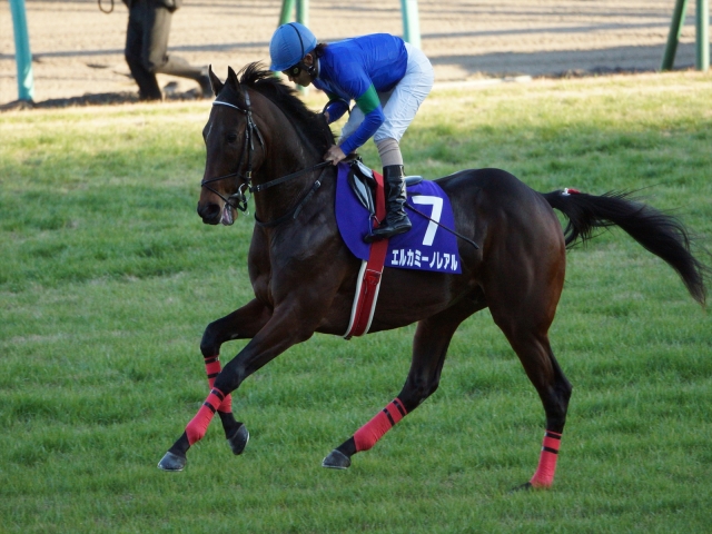 朝日杯４ エルカミーノレアル