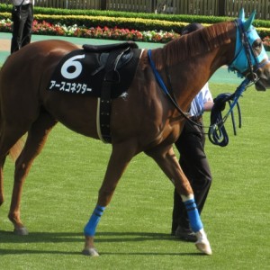 プラタナス賞　パドック