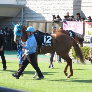 昇竜ステークス　パドック