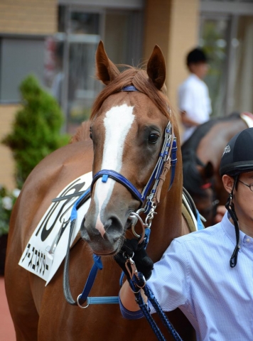 2013.08.25新馬戦 アースコネクター
