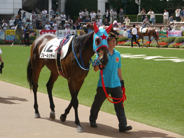 新馬戦　パドック② フルールシチー