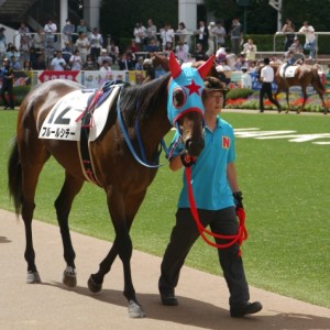 新馬戦　パドック②