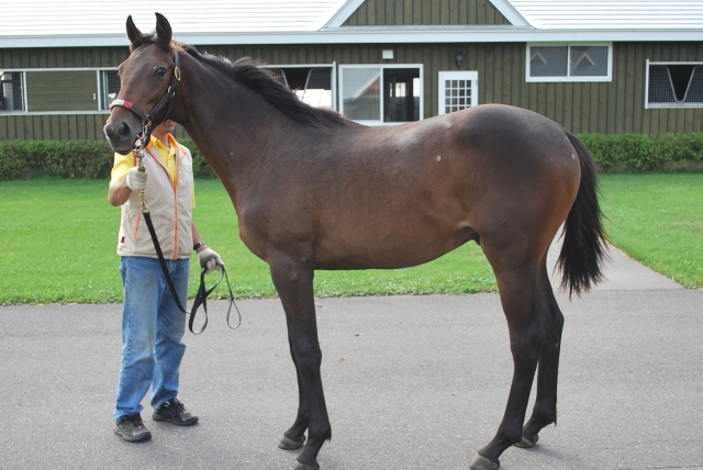 社台ブルーグラスＦにて レッドサバス
