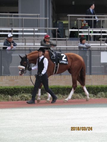 2018.3.24_名古屋城ステークス_パドック(2) レッドオルバース