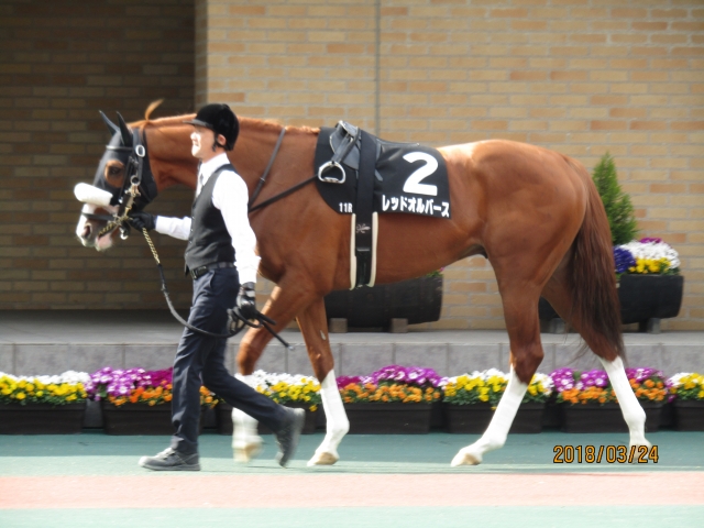 2018.3.24_名古屋城ステークス_パドック(3) レッドオルバース