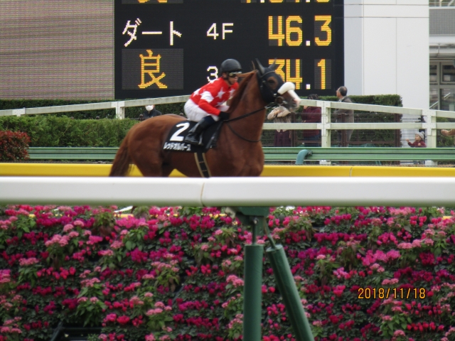 2018.11.18_錦秋ステークス_本馬場(1) レッドオルバース