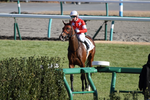 新馬戦 レッドベリンダ