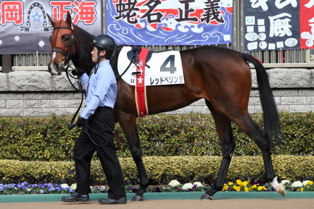 2015/2/7 未勝利戦・パドック（1） レッドベリンダ