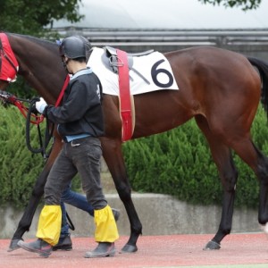 2015/12/16 園田競馬場　C2-3歳以上　パドック1