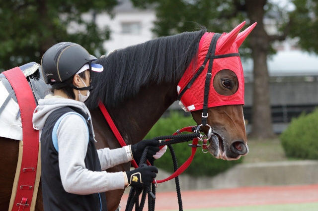 2015/12/16 園田競馬場　C2-3歳以上　パドック2 レッドベリンダ