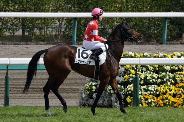 本馬場入場 レッドベリンダ