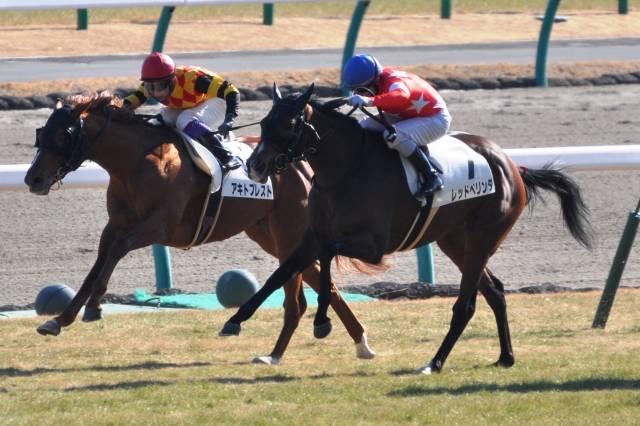3歳未勝利 / 直線 レッドベリンダ
