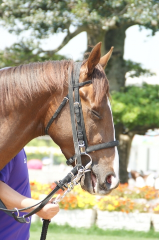 京都2R3歳未勝利ダート1800ｍ☆4着☆ レッドファルダ