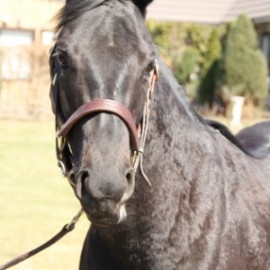 社台ファーム　4/20