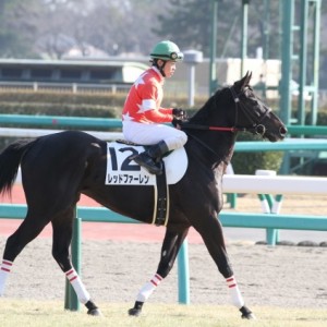 新馬戦　馬場入り