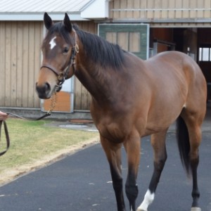 2014/5/4　ノーザンファーム空港①