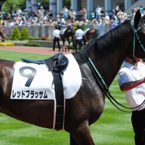 8/3 新潟5R 2歳新馬戦　1600m