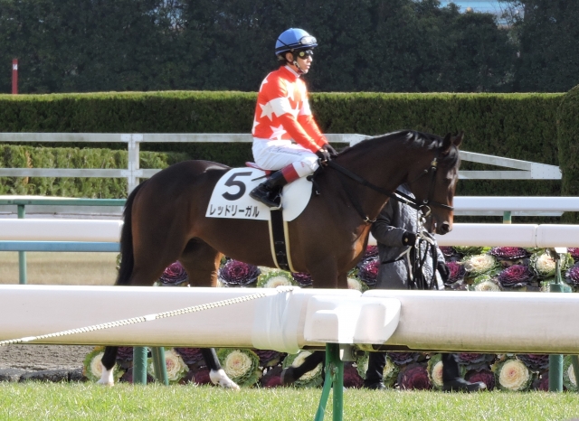20150118新馬２ レッドリーガル