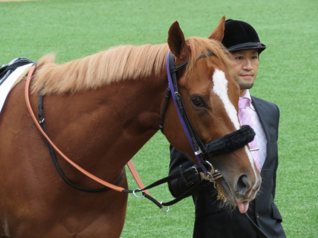 新馬戦　パドック１ レッドアイヴァー