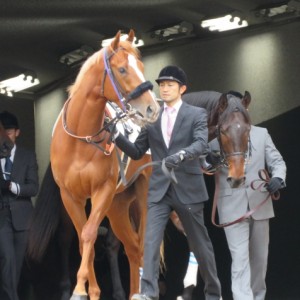 新馬戦　パドック２