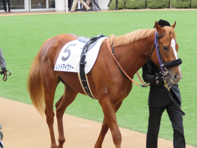 新馬戦　パドック３ レッドアイヴァー