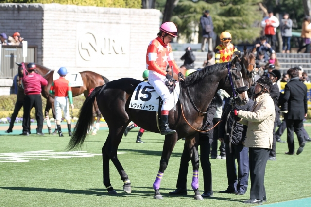 新馬戦　パドック レッドカノーヴァ