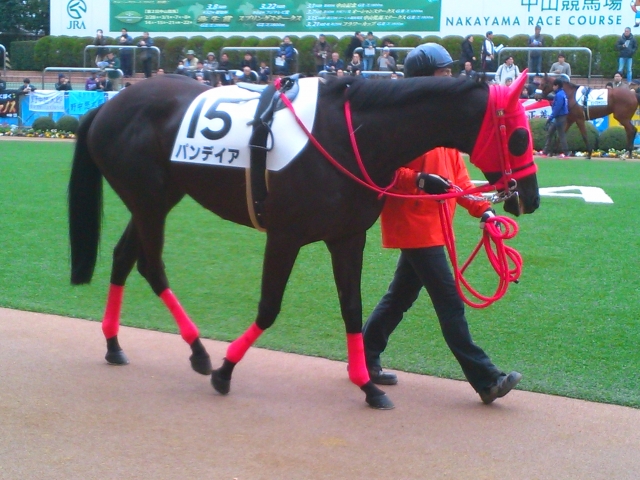 3/1 中山5R 3歳未勝利戦 パンデイア