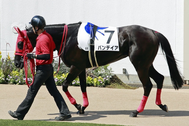 パドック パンデイア