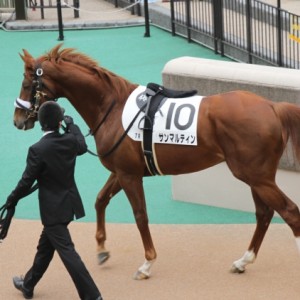 3歳500万パドック