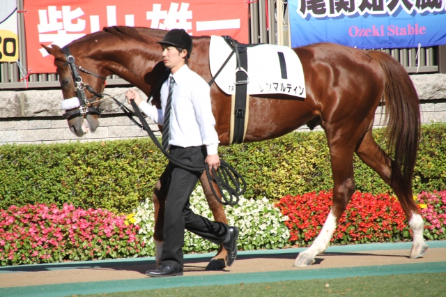 500万下パドック サンマルティン