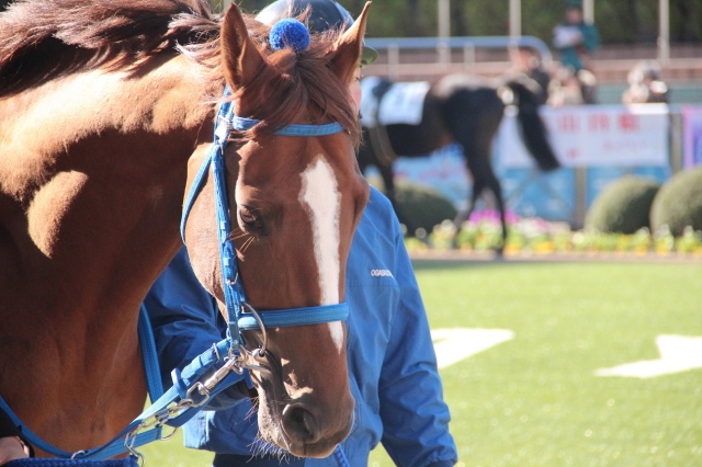 新馬戦パドック マッサビエル