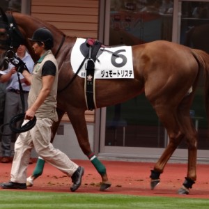 未勝利戦パドック