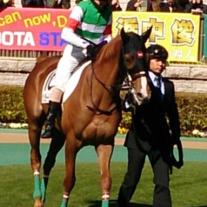 2015/2/14 新馬戦パドック②