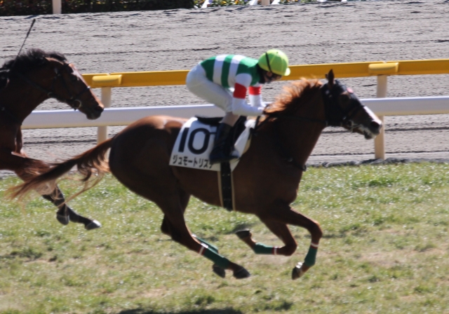 2015/2/14 新馬戦 ジュモートリステ