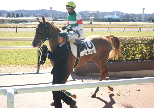 2015/2/14 新馬戦  本場馬入場 ジュモートリステ