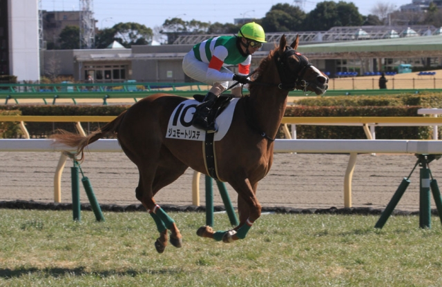 新馬（返し馬） ジュモートリステ