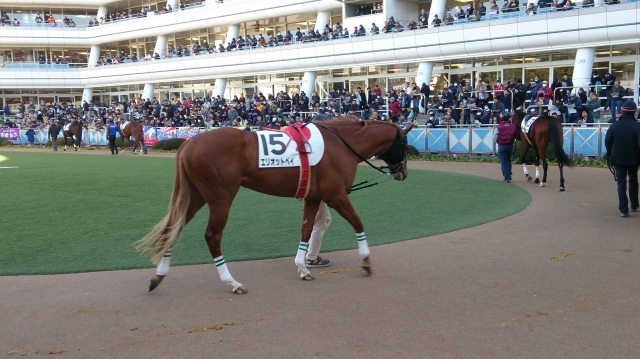 3戦目パドック エリオットベイ