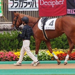 新馬戦パドック