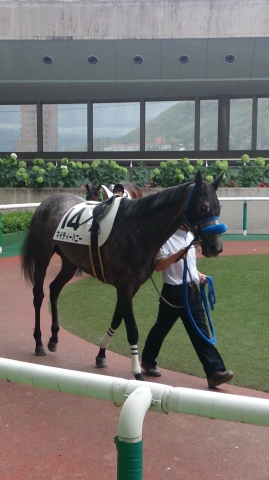 ３歳以上５００万下　パドック マイティーハニー