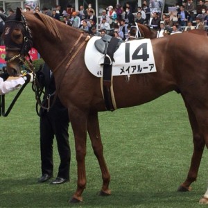 3/29 3歳未勝利パドック