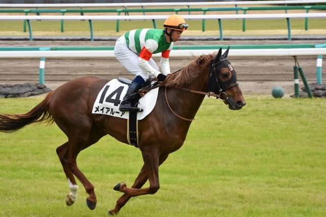 3歳未勝利　中山競馬場  返し馬 メイアルーア