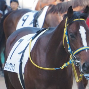 2014/11/16 未勝利戦パドック