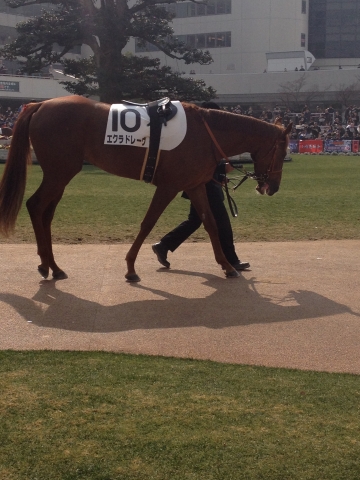 新馬戦 エクラドレーヴ