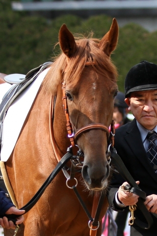 2015年2月8日 新馬戦 エクラドレーヴ
