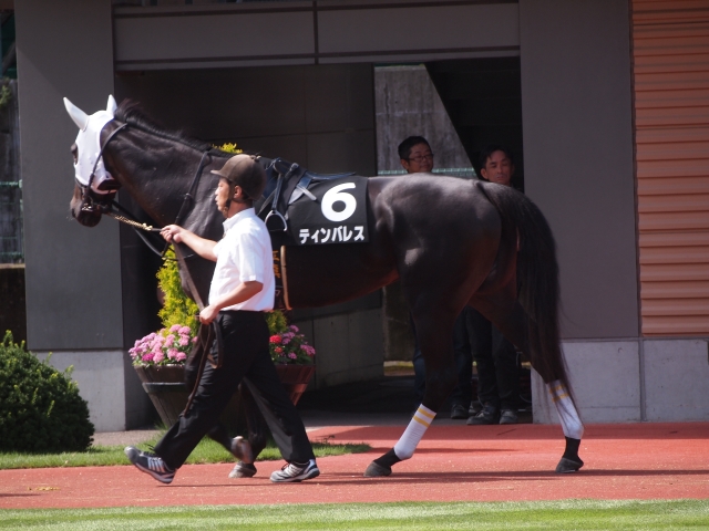 パドックで ティンバレス