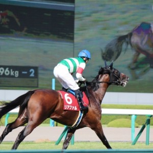 神戸新聞杯本馬場入場