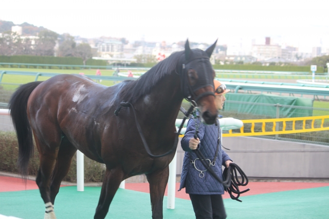 新馬戦　阪神2000ｍ アダムスブリッジ