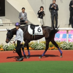 未勝利戦　パドック２