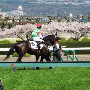 未勝利戦　本馬場　入場
