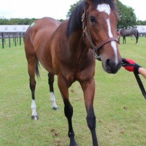 2014年募集馬見学ツアー　休養馬展示